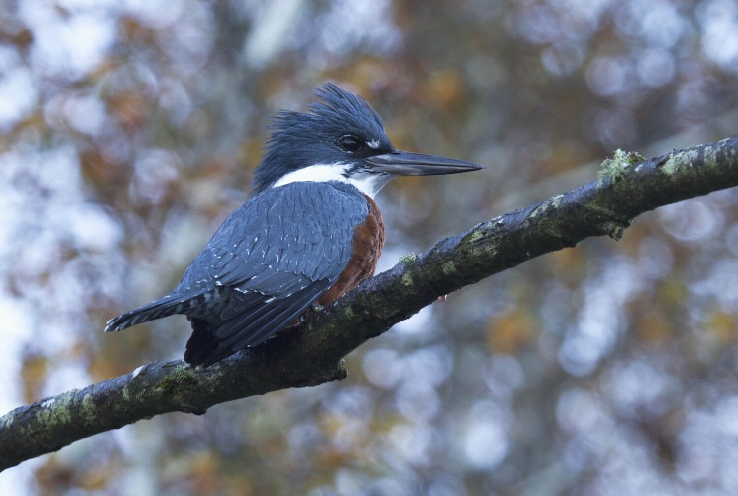 PlaceholderImage1302